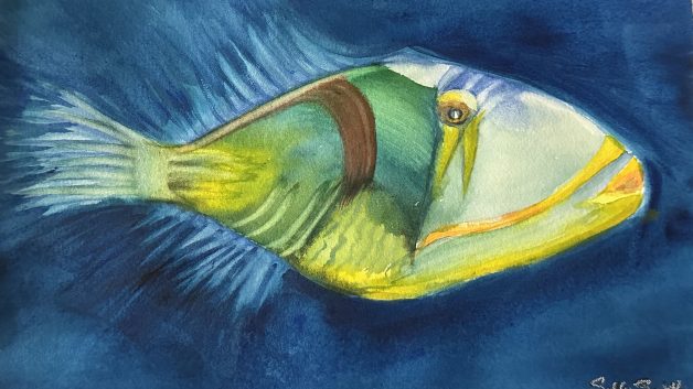 https://sallysmith.co/wp-content/uploads/2023/06/Triggerfish-628x353.jpg